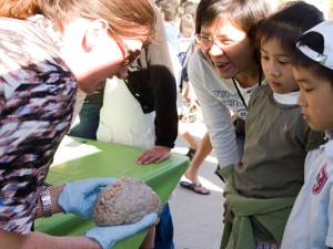 Students view human brain at Astounding Innovations Fair